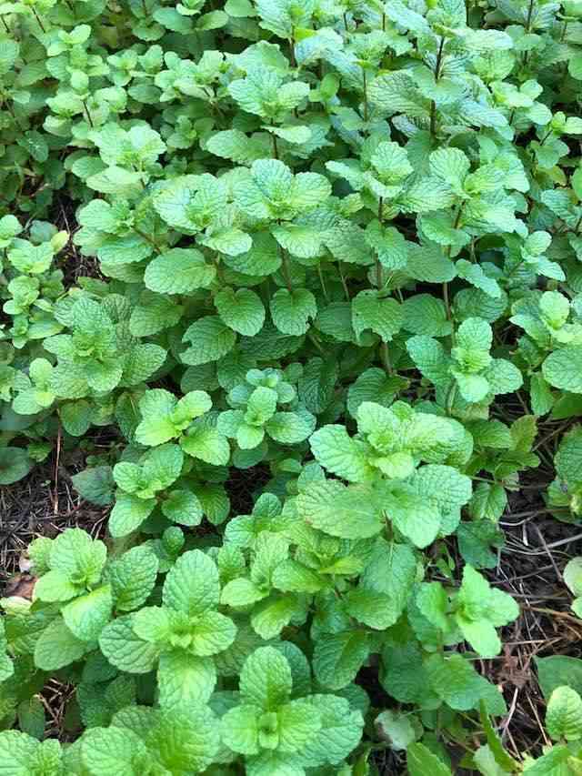 植物を植えたがる人