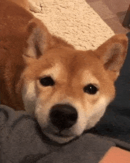 飼い犬の名づけ　義おばの名前に似ているからと注意され改名するように言われた