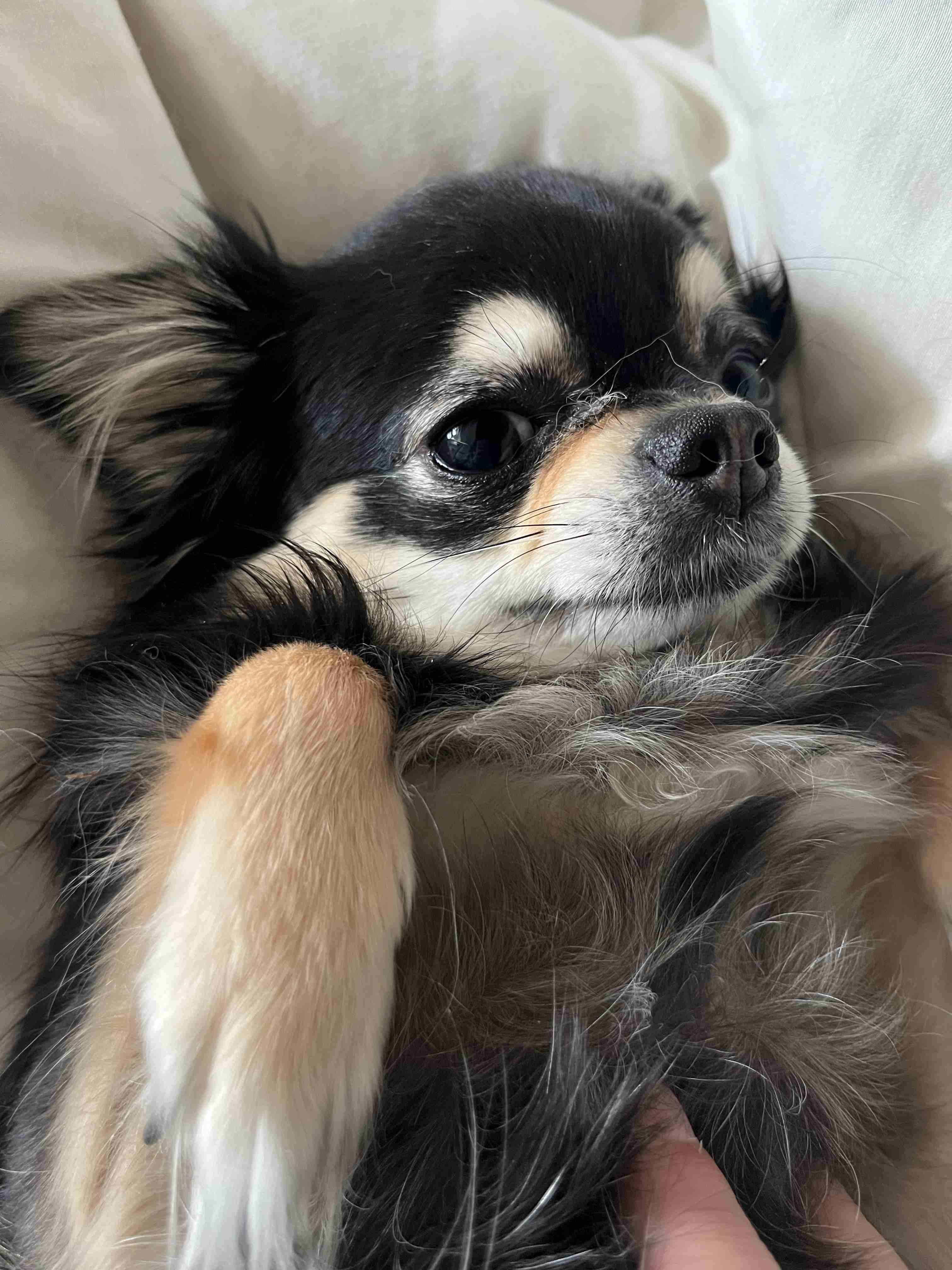 チワワ大好きの会