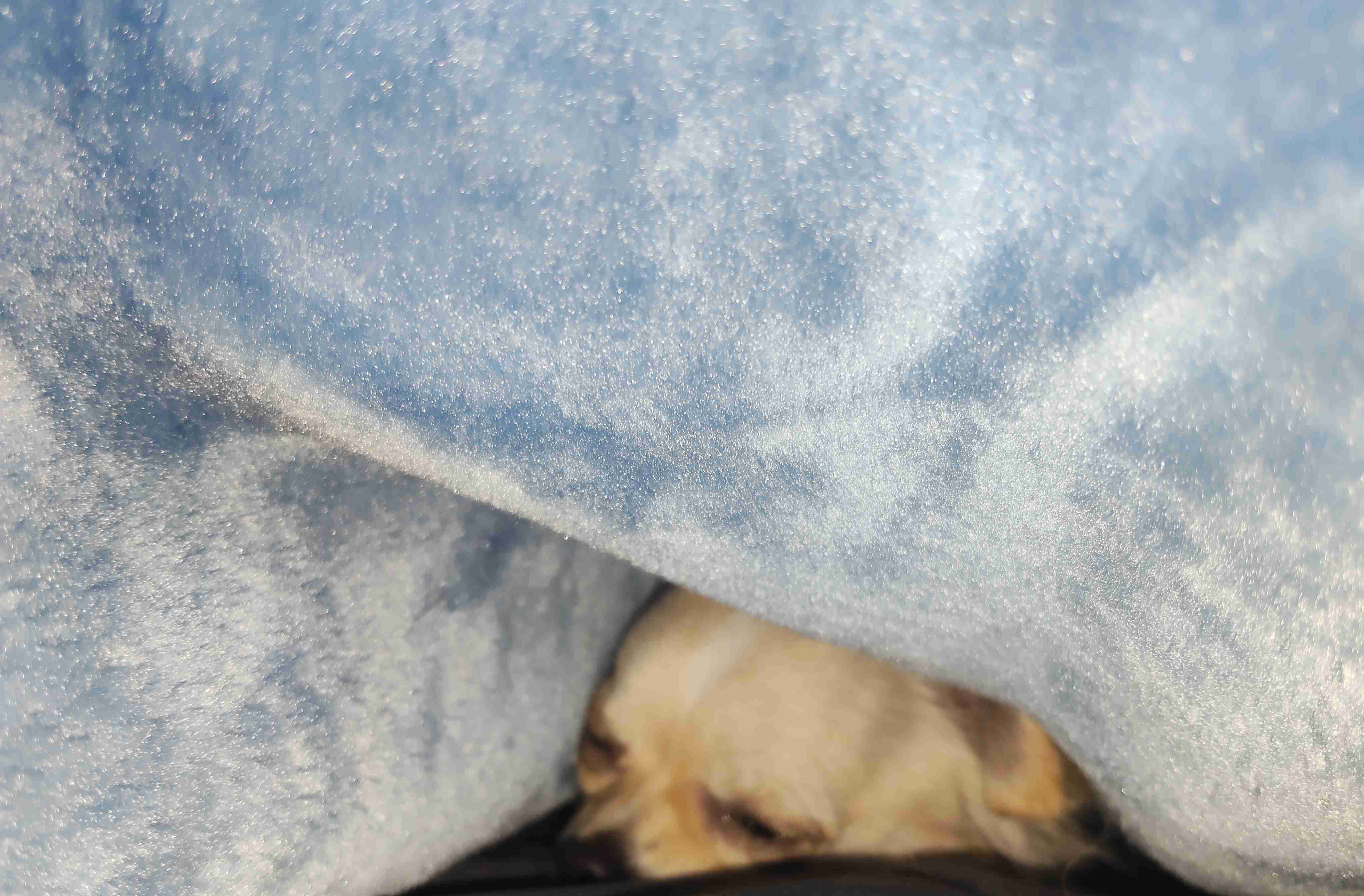 チワワ大好きの会