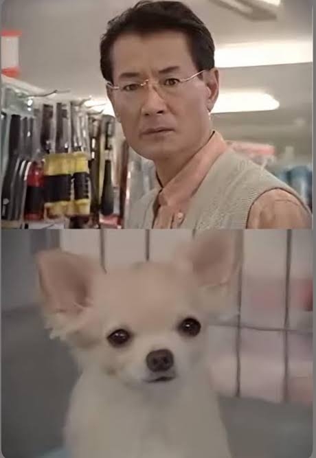 チワワ大好きの会