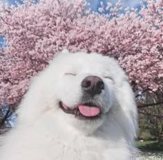 サモエドを語ろう！