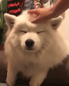サモエドを語ろう！