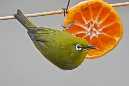 庭に住んでいたり遊びに来たりする生き物 part3
