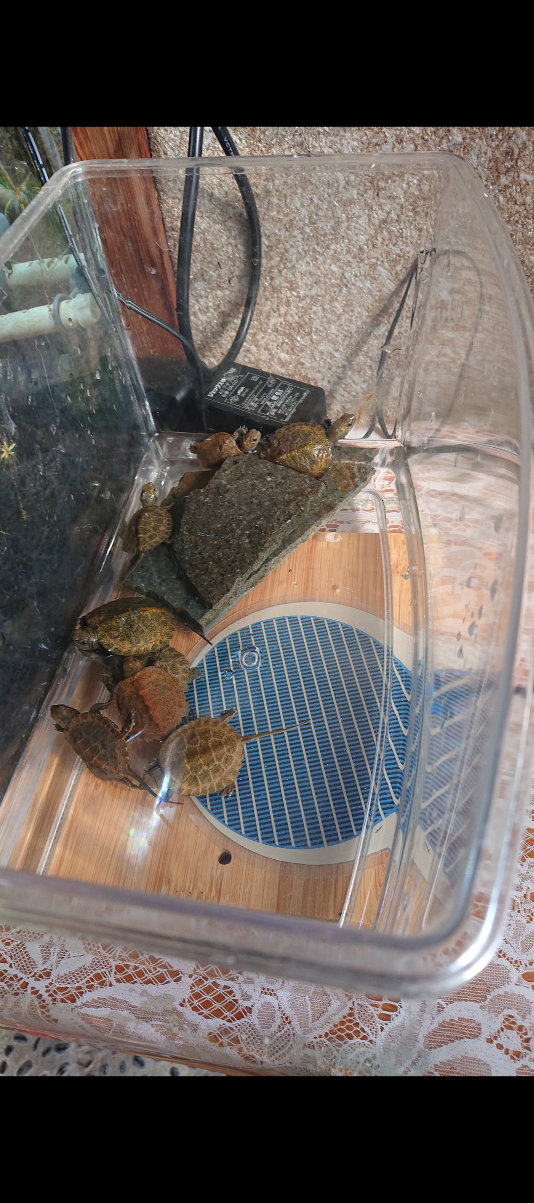 庭に住んでいたり遊びに来たりする生き物 part3