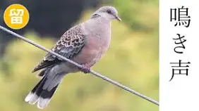 庭に住んでいたり遊びに来たりする生き物 part3