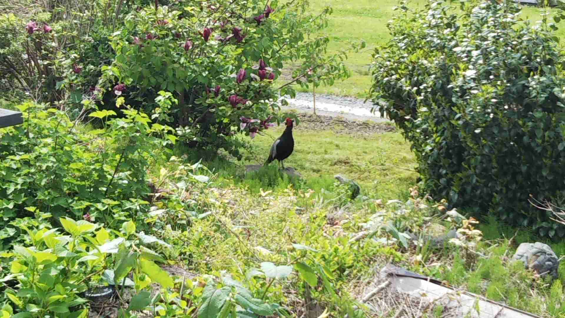 庭に住んでいたり遊びに来たりする生き物 part3