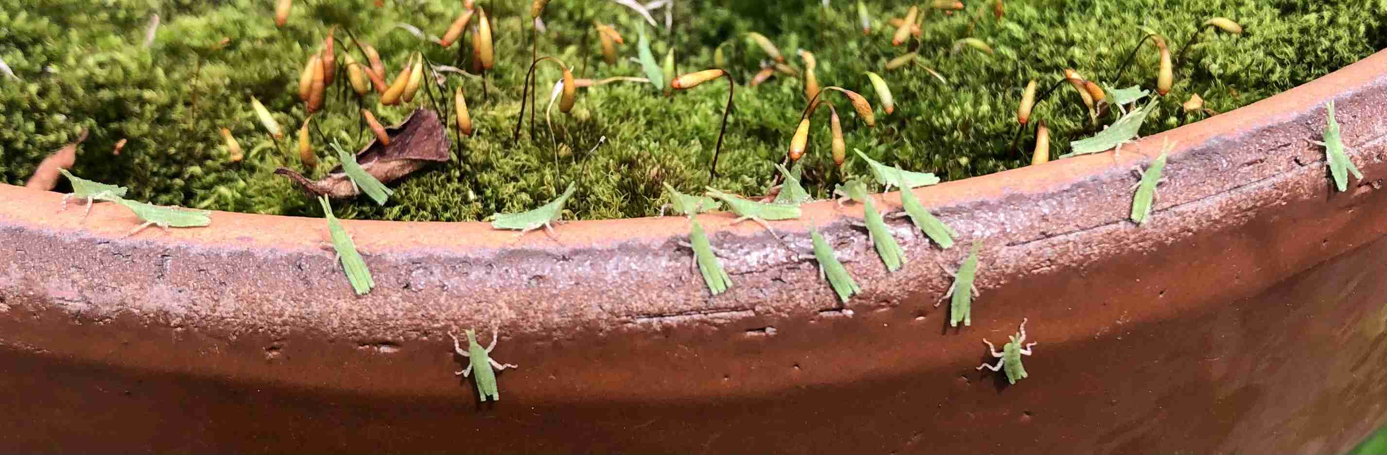 庭に住んでいたり遊びに来たりする生き物 part3