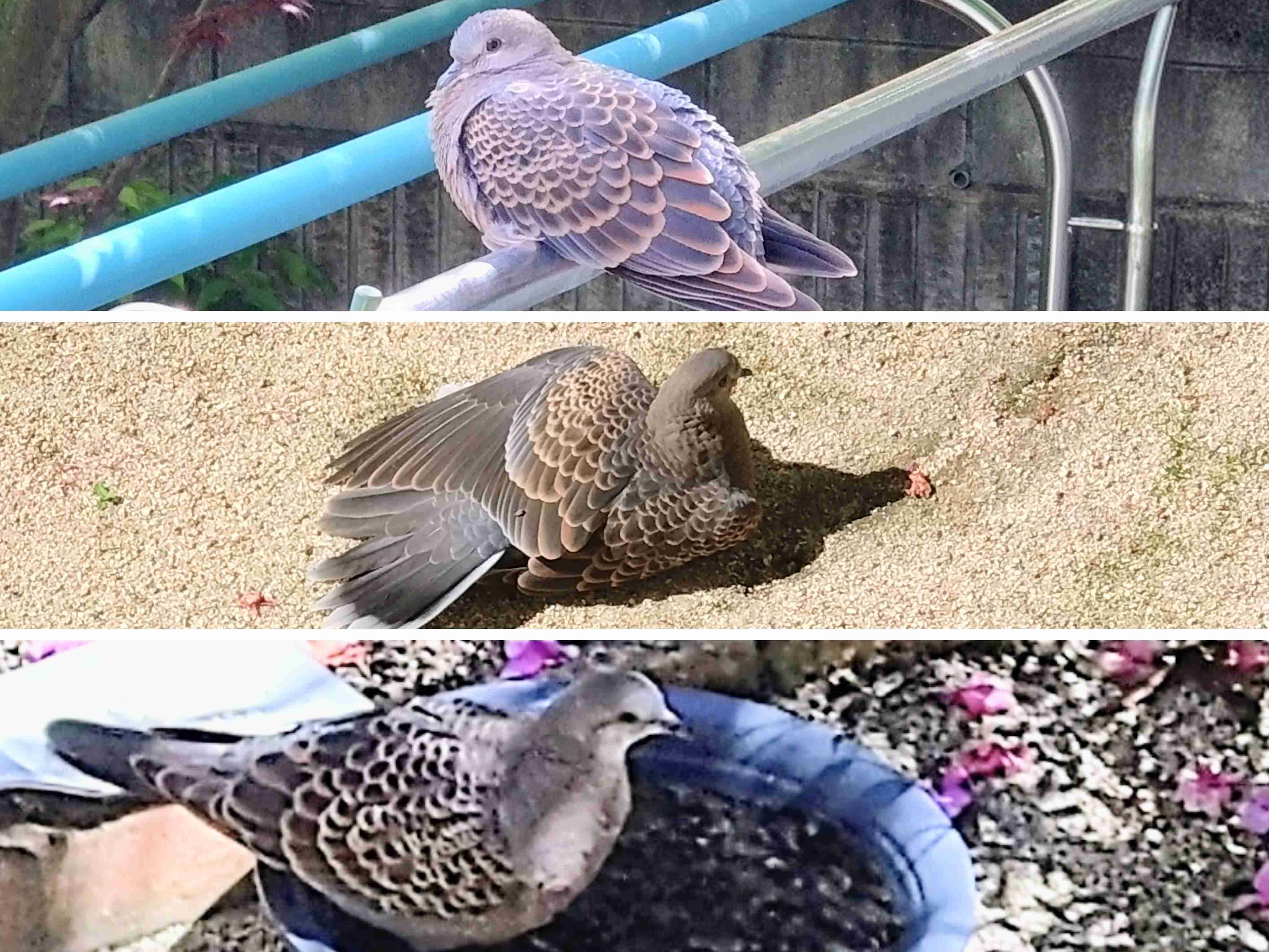 庭に住んでいたり遊びに来たりする生き物 part3