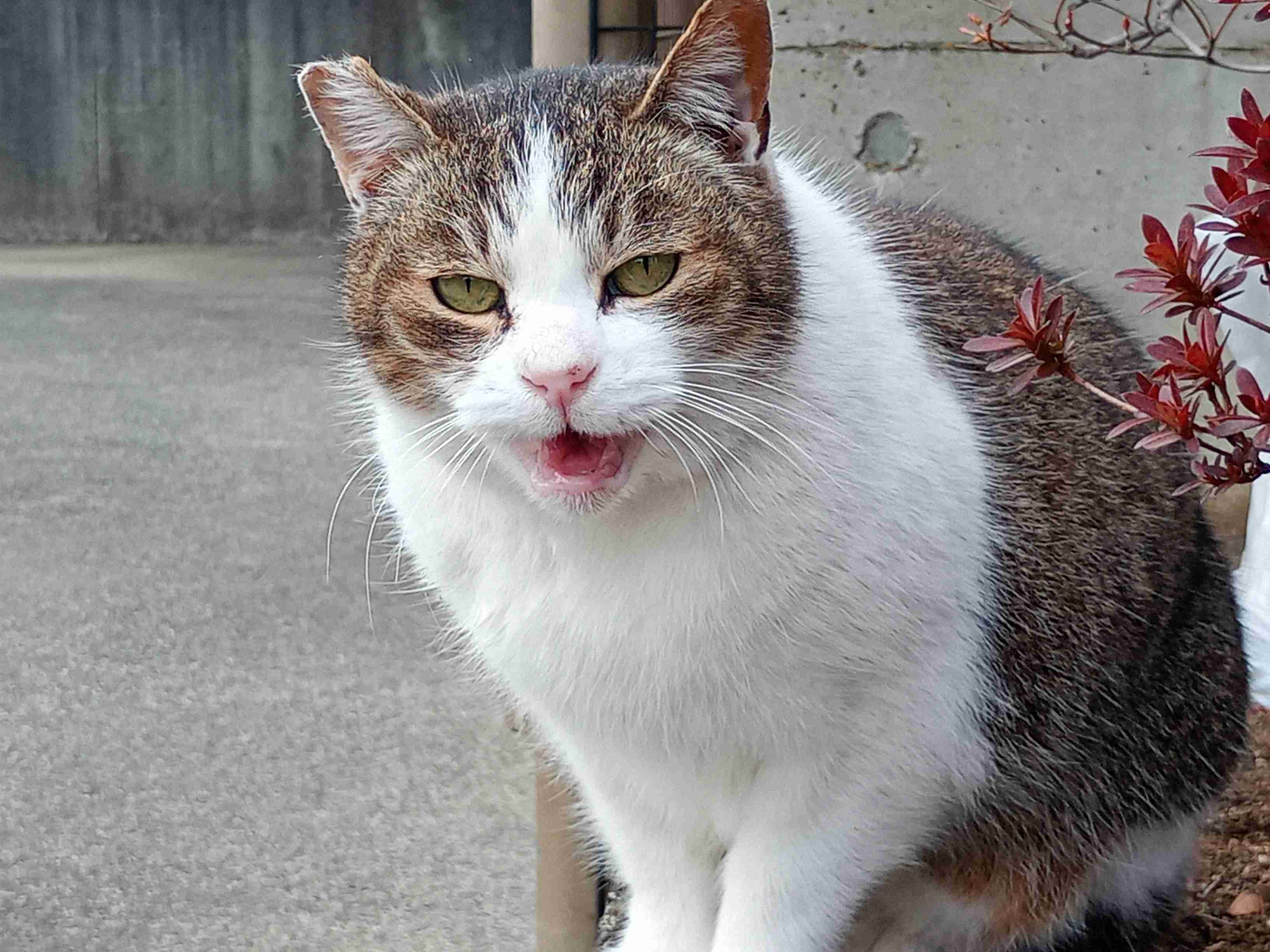 猫がずっとくっついてきて暑すぎる...