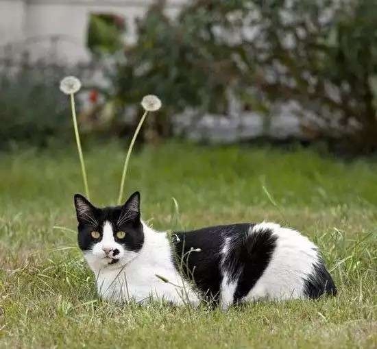 猫がずっとくっついてきて暑すぎる...