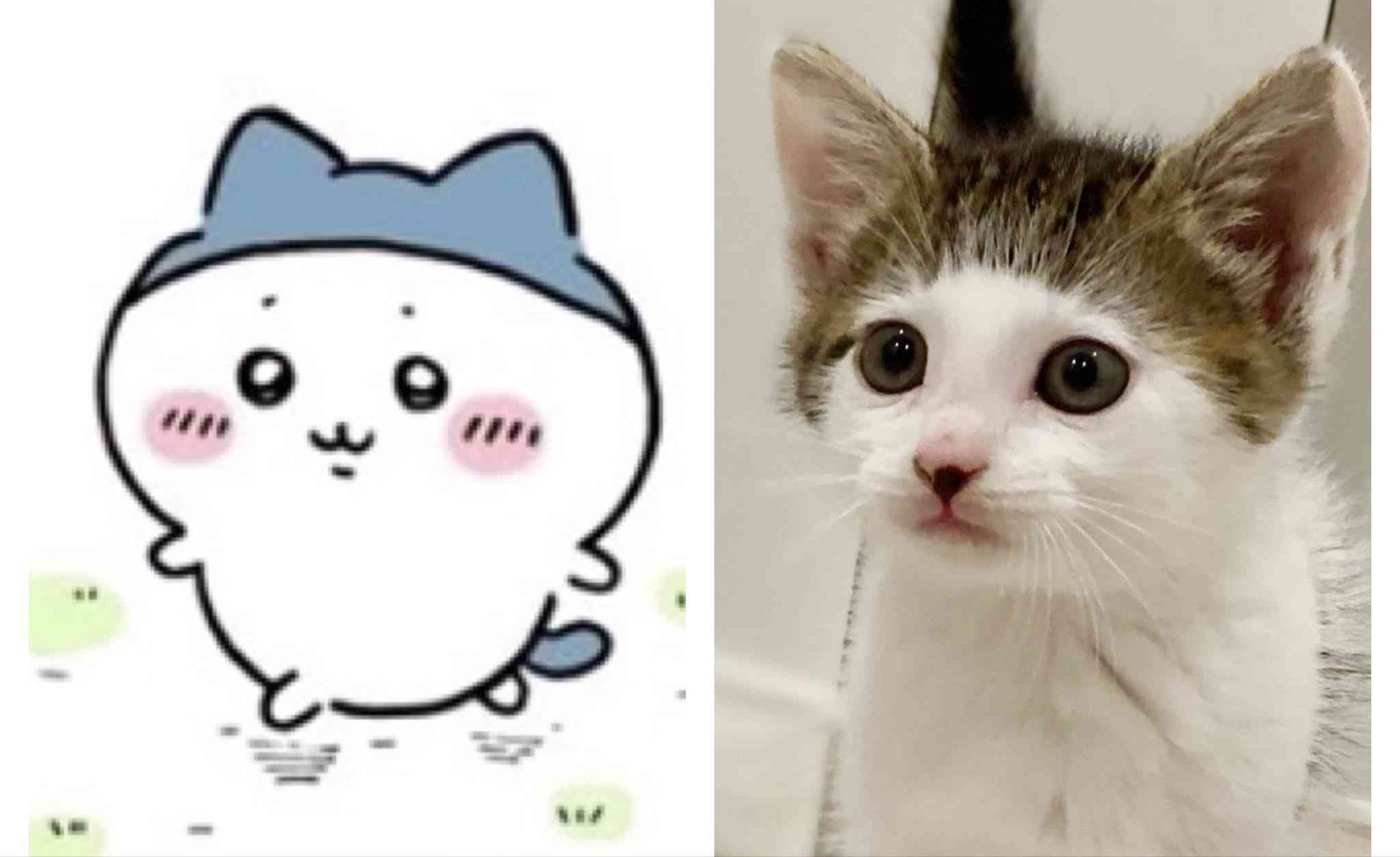 猫がずっとくっついてきて暑すぎる...