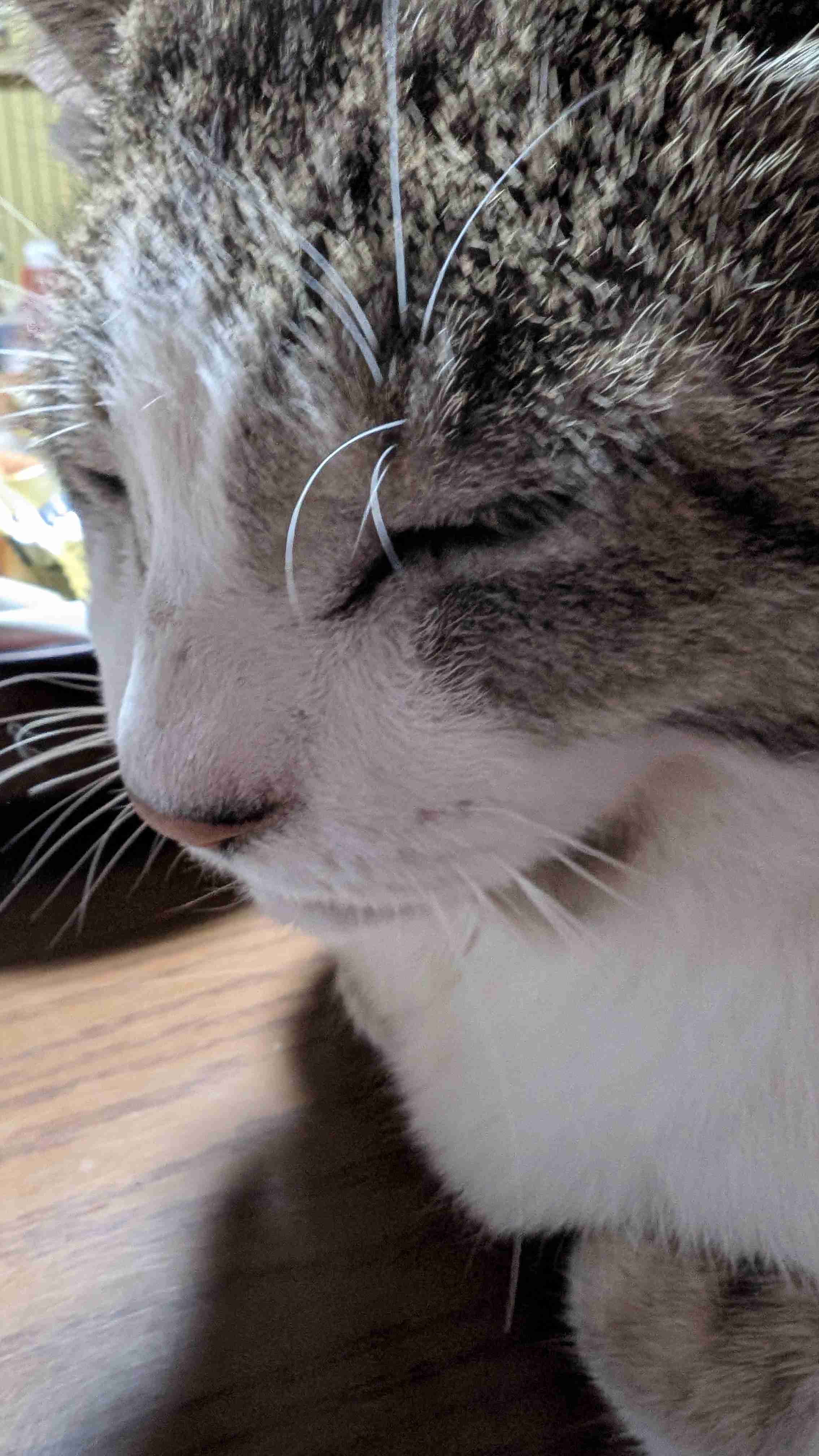 猫がずっとくっついてきて暑すぎる...