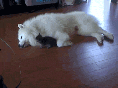 猫がずっとくっついてきて暑すぎる...