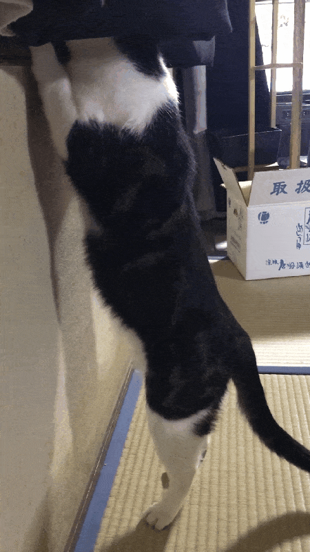 猫がずっとくっついてきて暑すぎる...