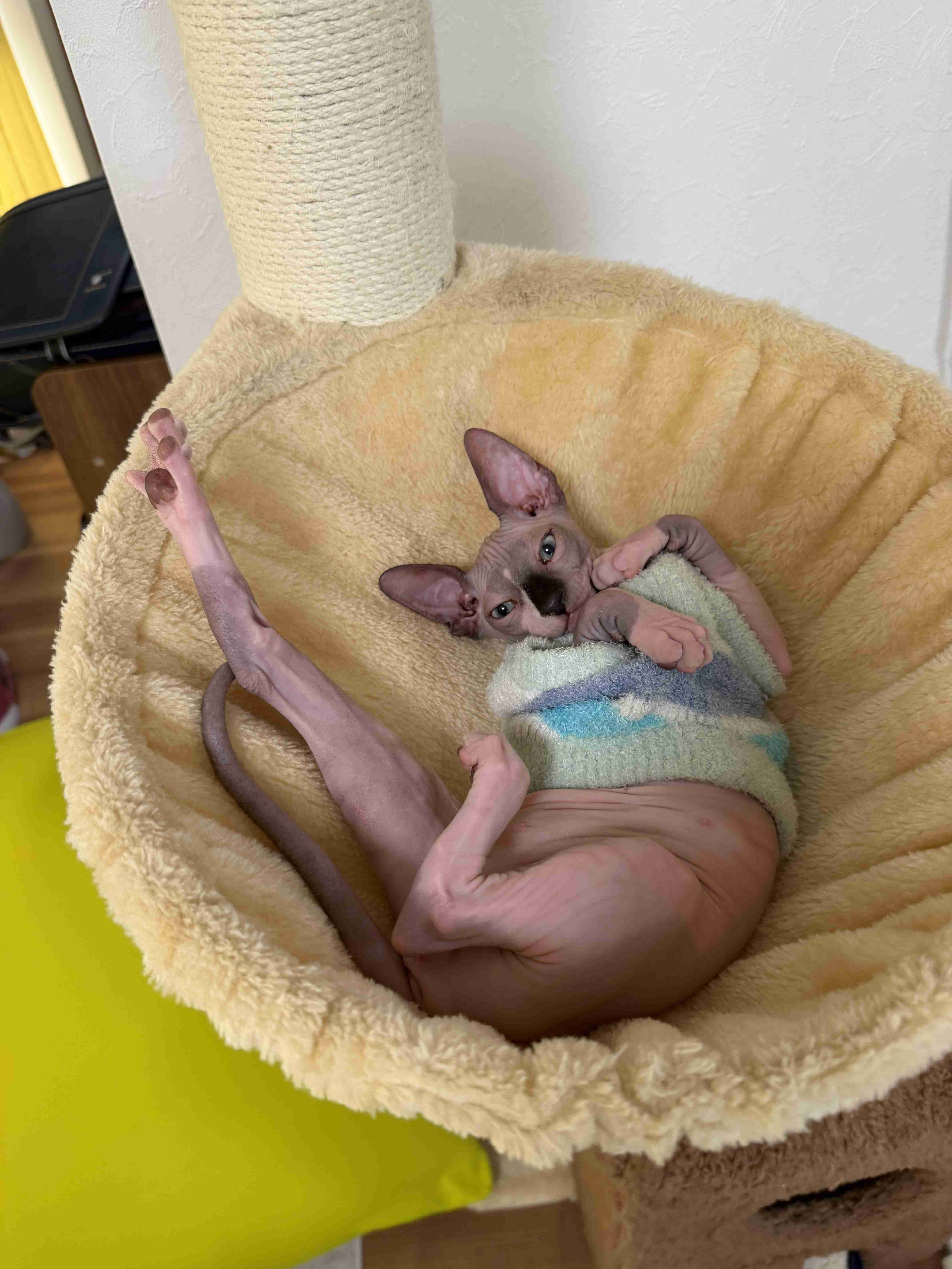 猫がずっとくっついてきて暑すぎる...