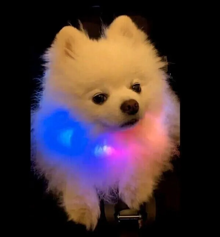 光る首輪をつけた犬