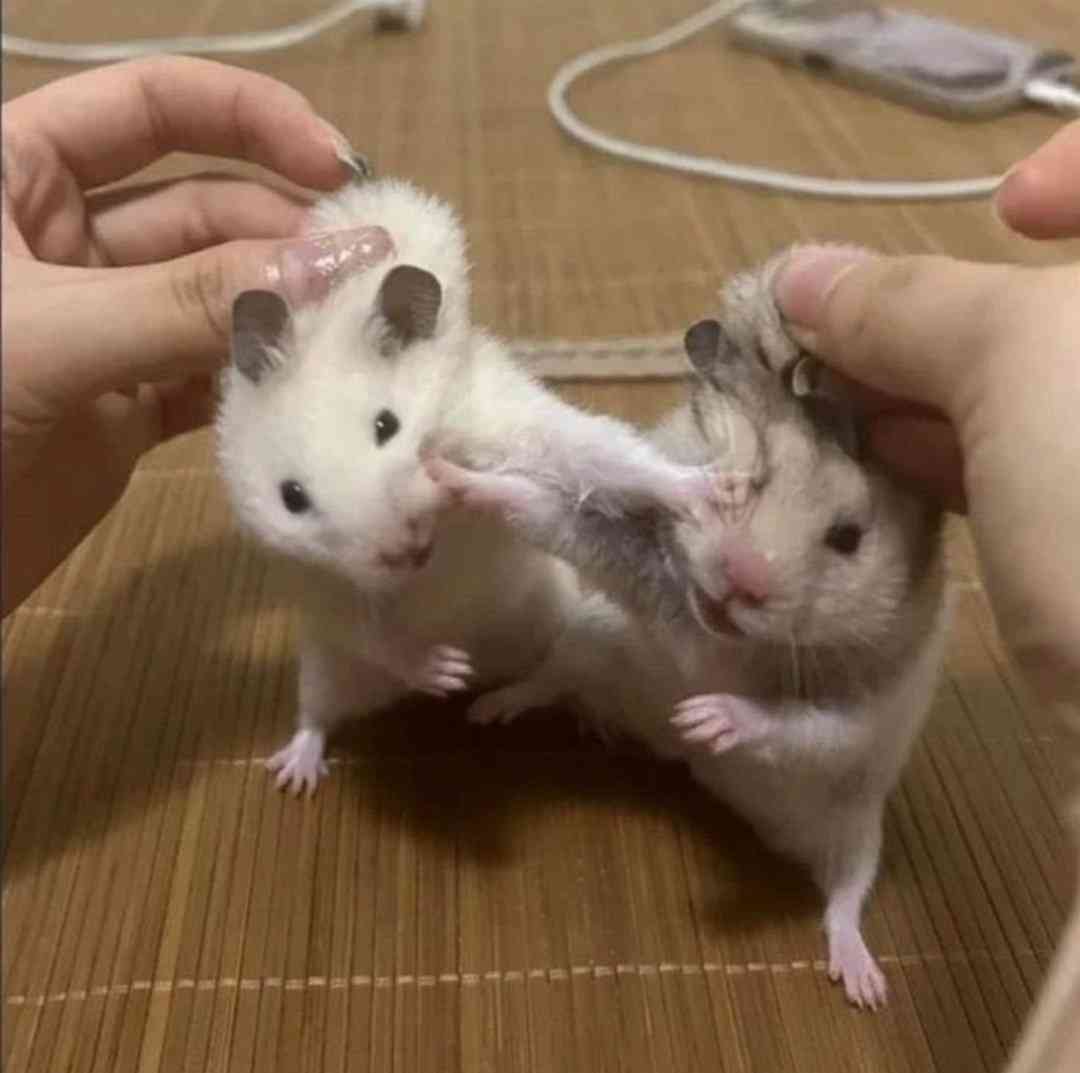 【芸能人の画像禁止】笑いのツボが浅いガル民に見せたい画像やgifが集まるトピ【悪意禁止】part11