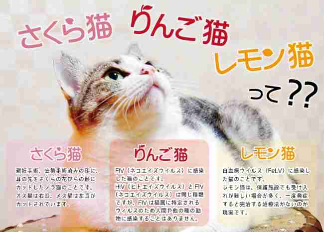 さくら猫の保護について
