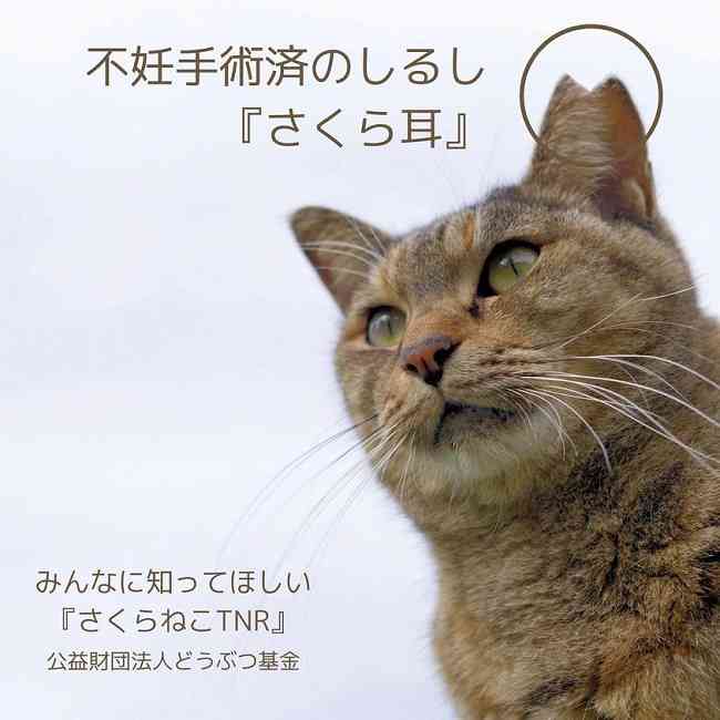 さくら猫の保護について