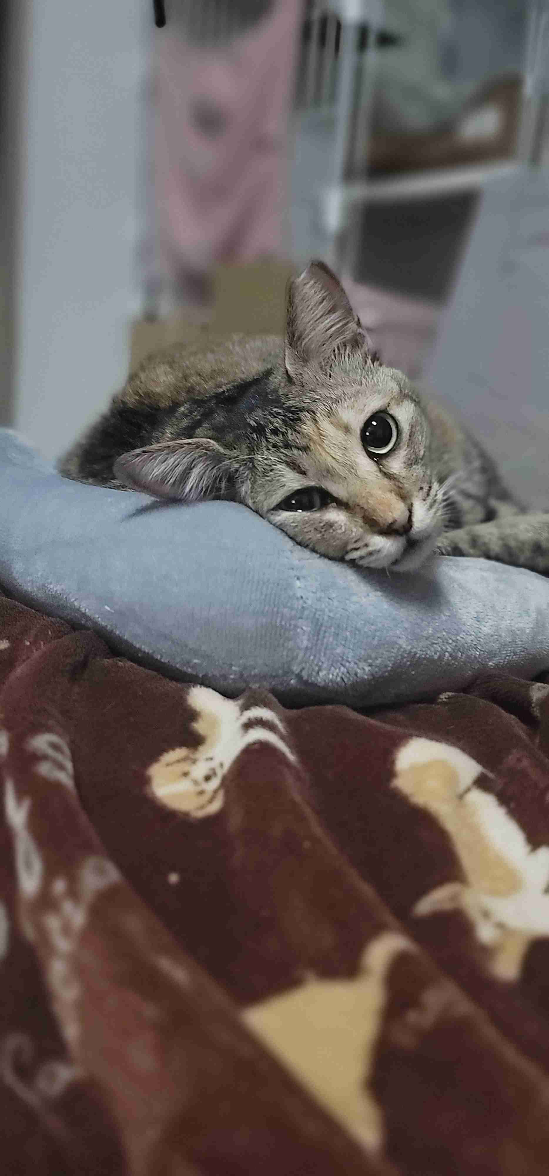 さくら猫の保護について