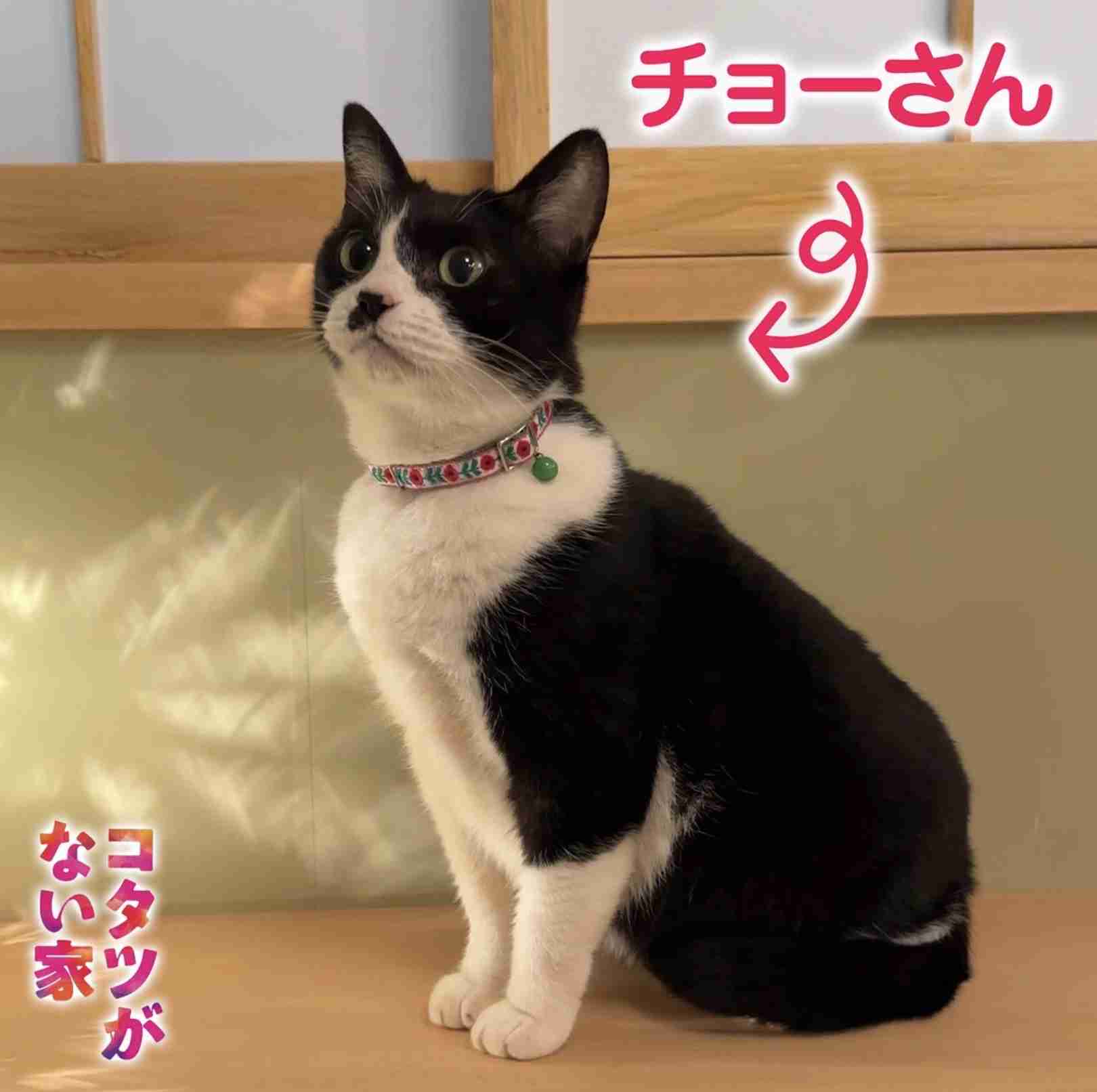 動物が出てくる映画やドラマで好きな作品 Part2