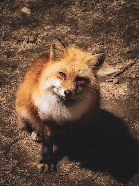 動物でホストクラブを作ろう!GW舞台裏編