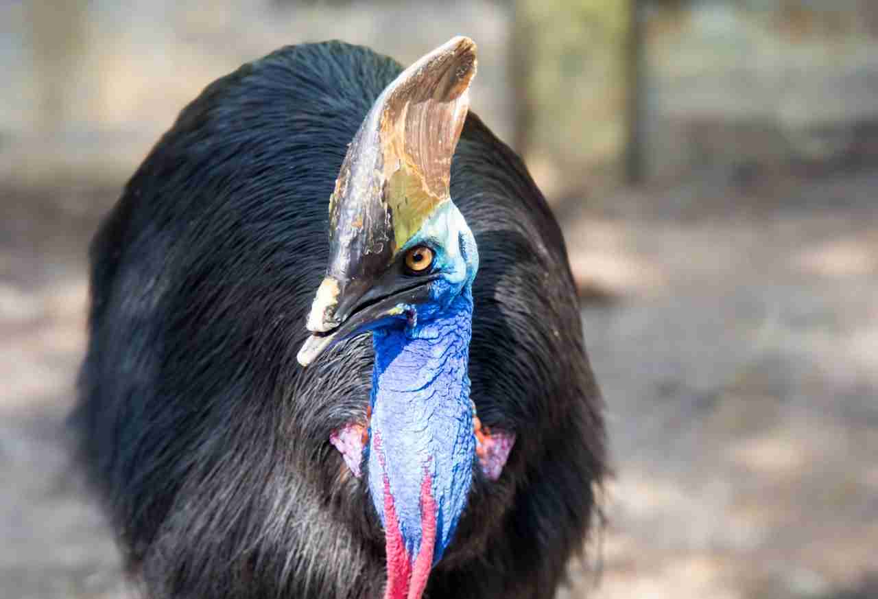動物でホストクラブを作ろう!GW舞台裏編