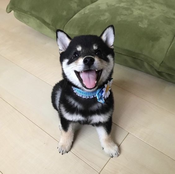 動物でホストクラブを作ろう!GW舞台裏編