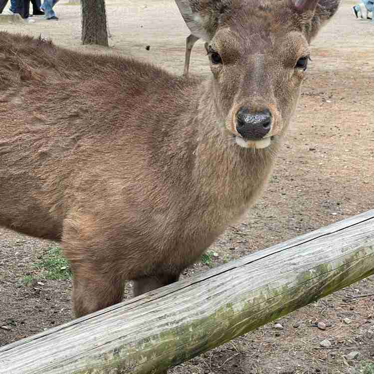 動物でホストクラブを作ろう!GW舞台裏編