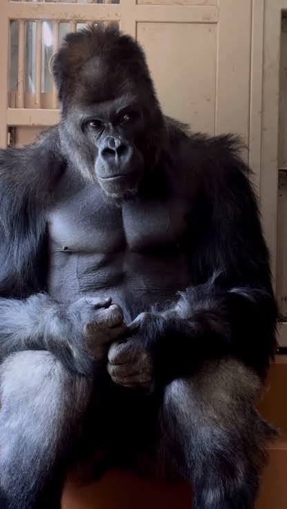 動物でホストクラブを作ろう!GW舞台裏編