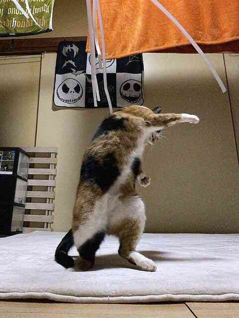 動物でホストクラブを作ろう!GW舞台裏編
