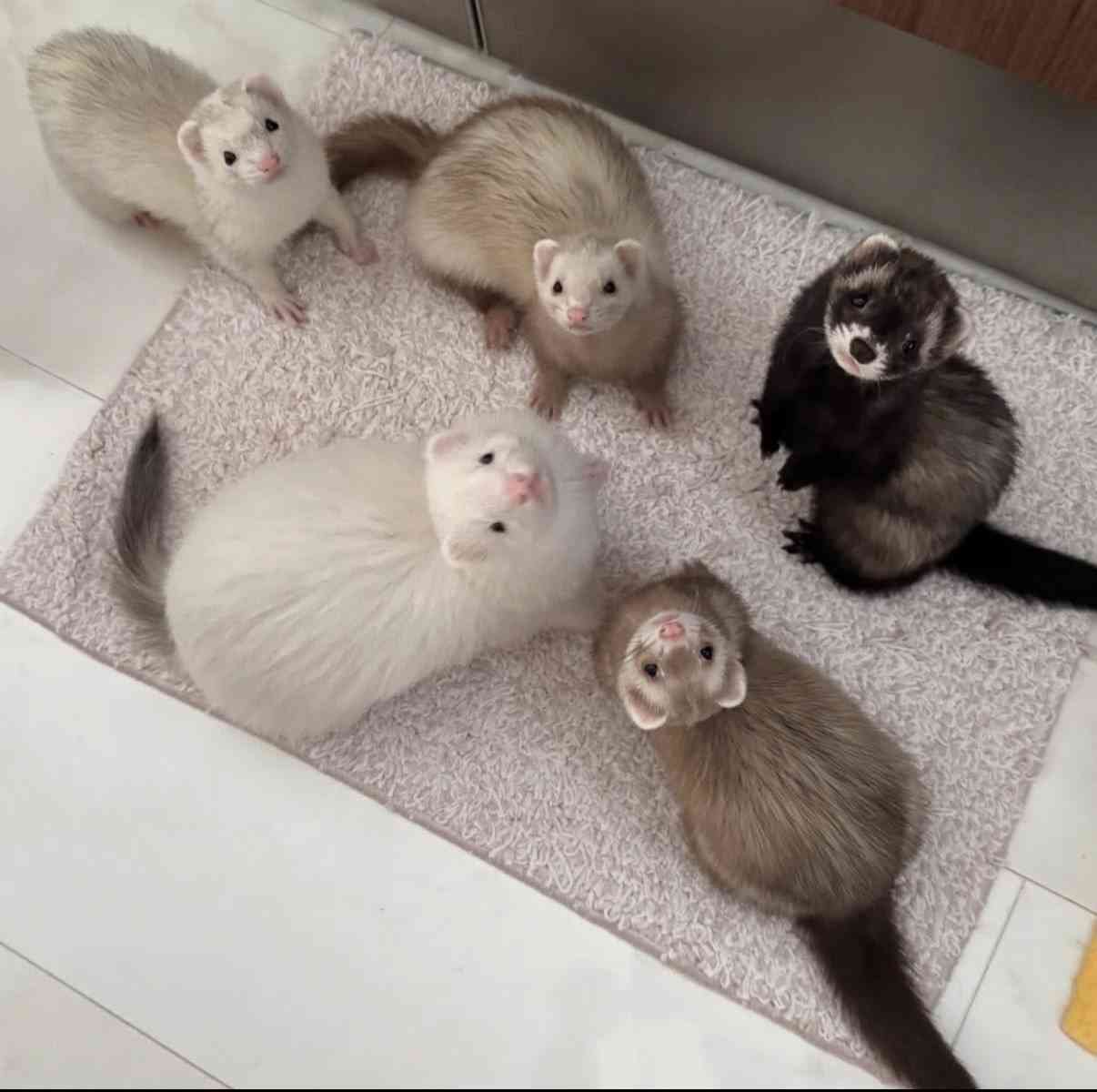 動物でホストクラブを作ろう!GW舞台裏編