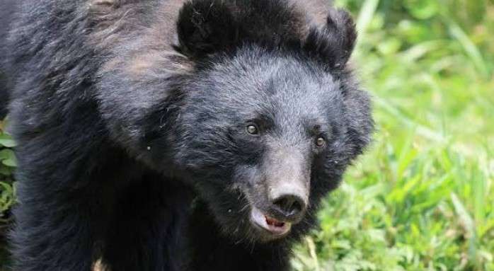 登山中の男性がクマに襲われ重傷　東京・奥多摩町　警視庁