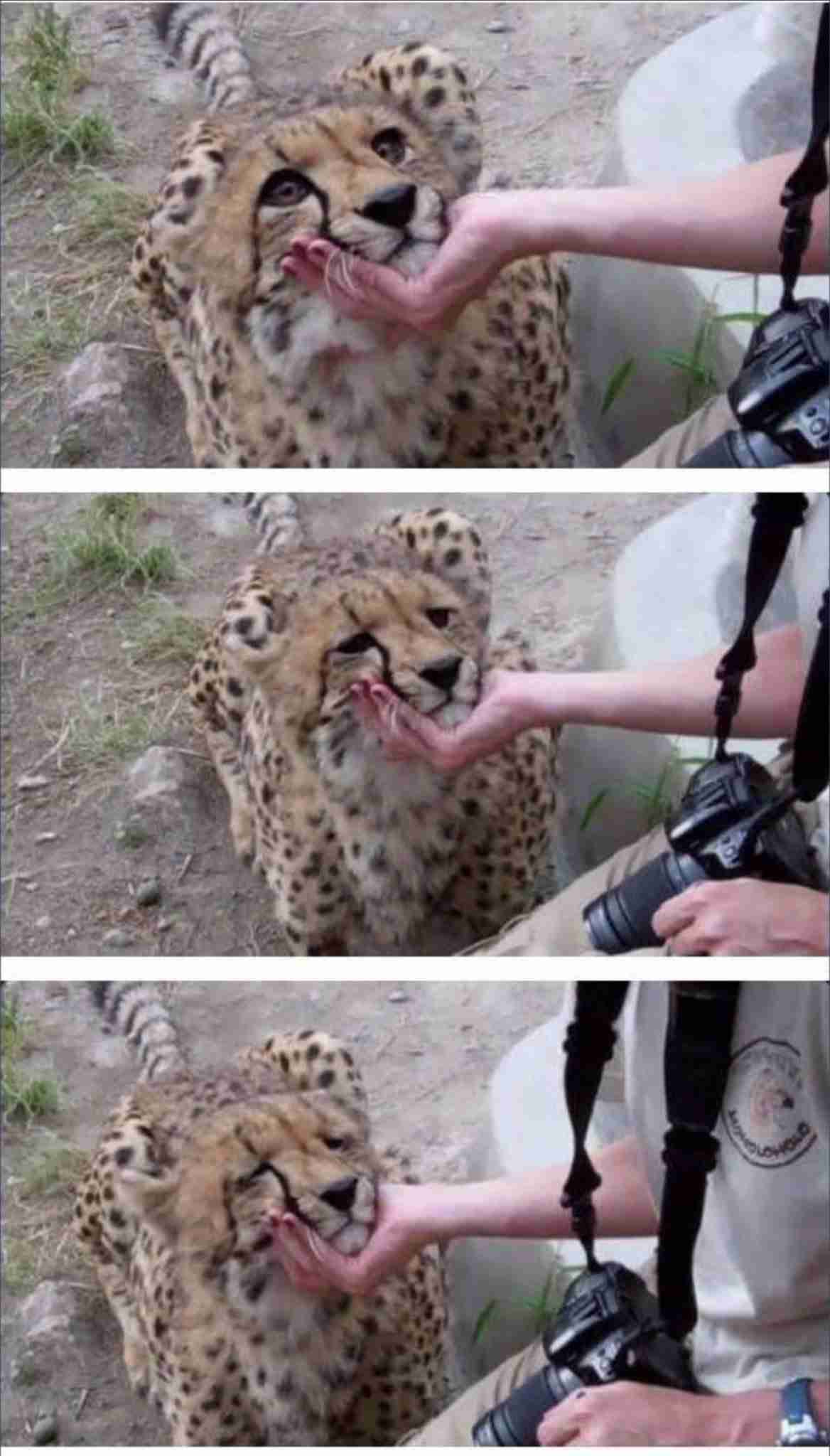 動物になれるとしたら
