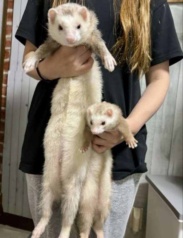 動物になれるとしたら