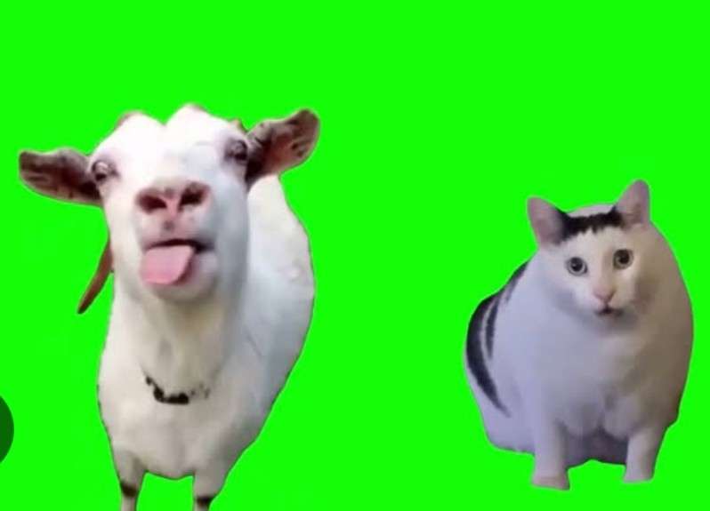 猫ミームってどこいったの