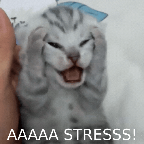 猫ミームってどこいったの