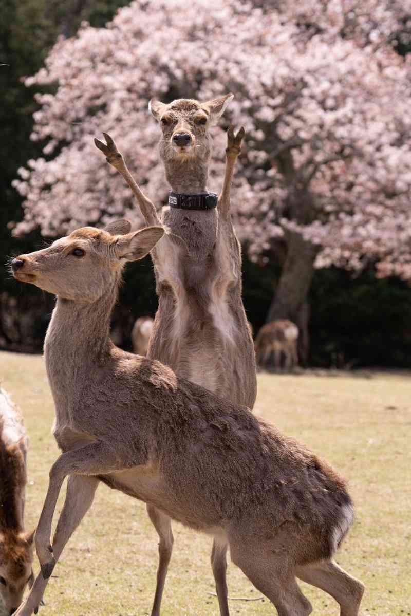 イメージと違う動物