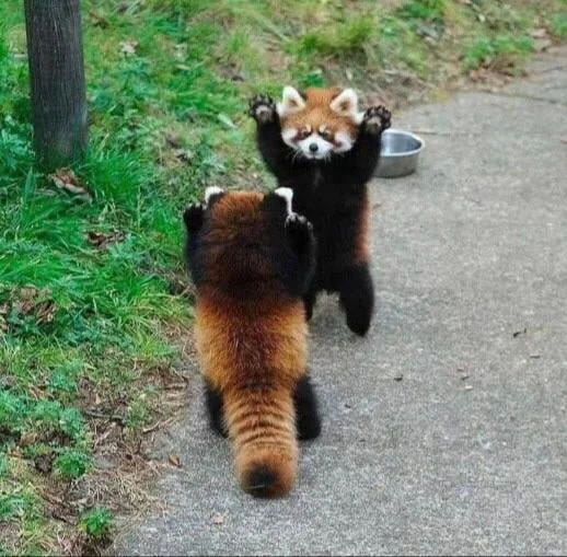 イメージと違う動物