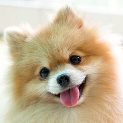 食事に興味関心が無い愛犬