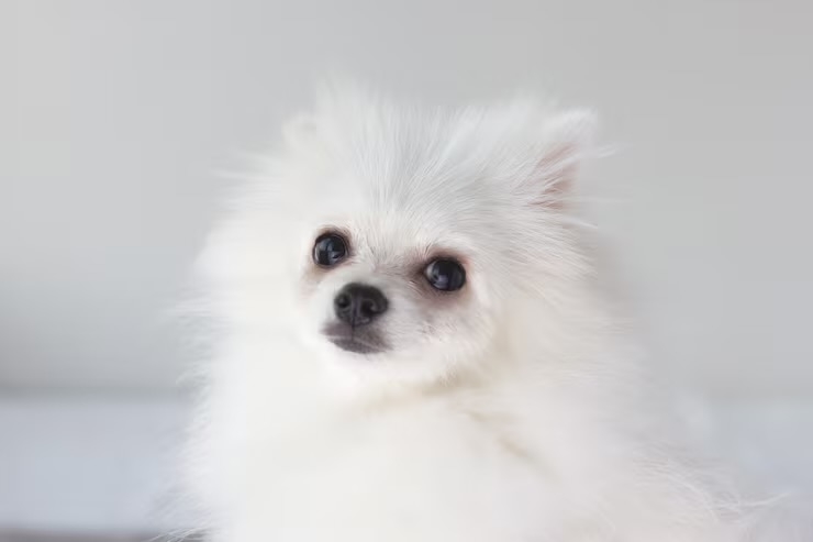 食事に興味関心が無い愛犬