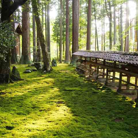 苔が好きな人