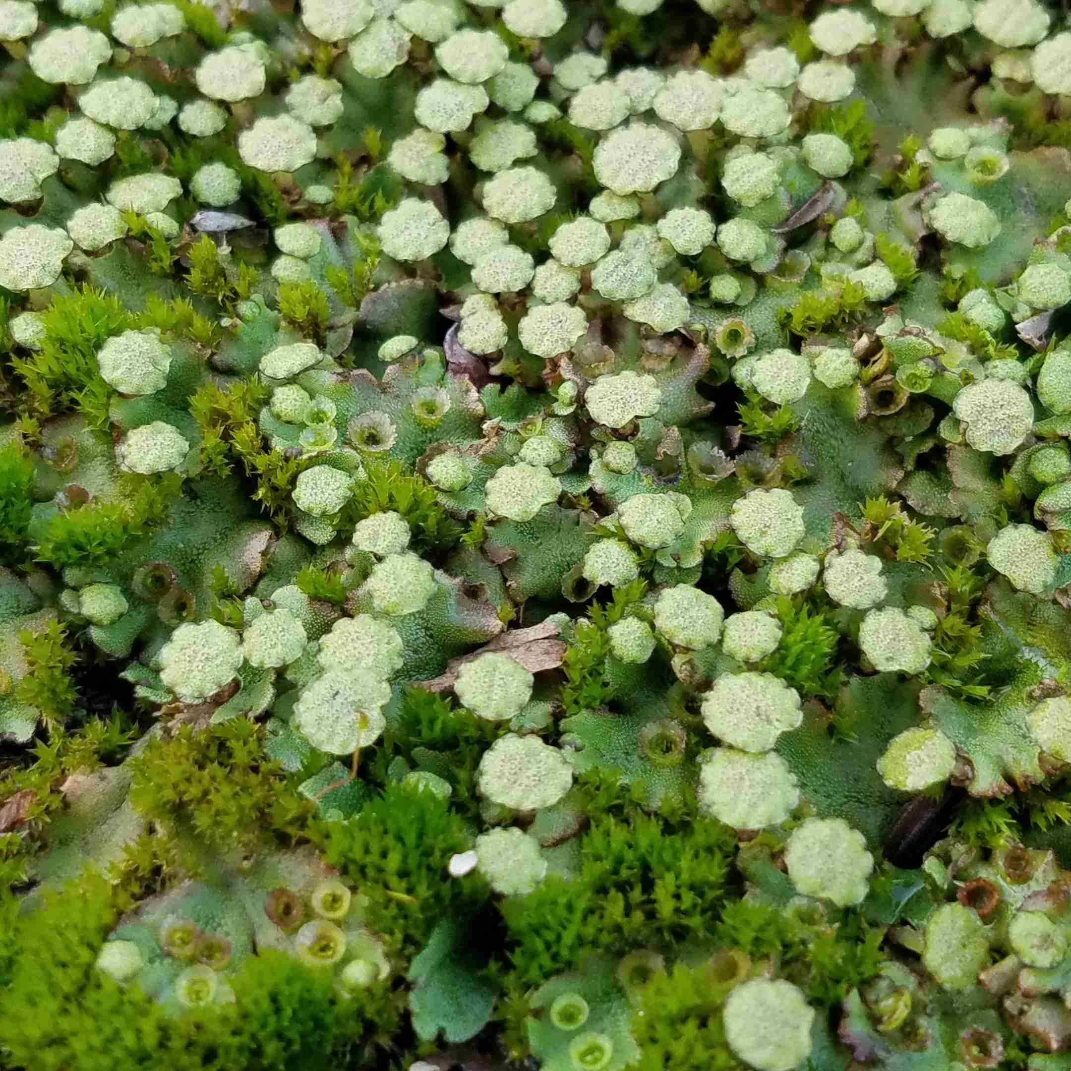 苔が好きな人
