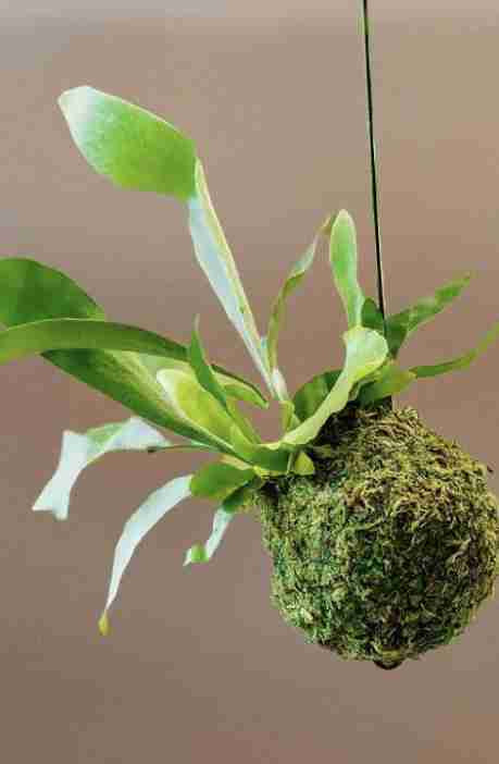 苔が好きな人