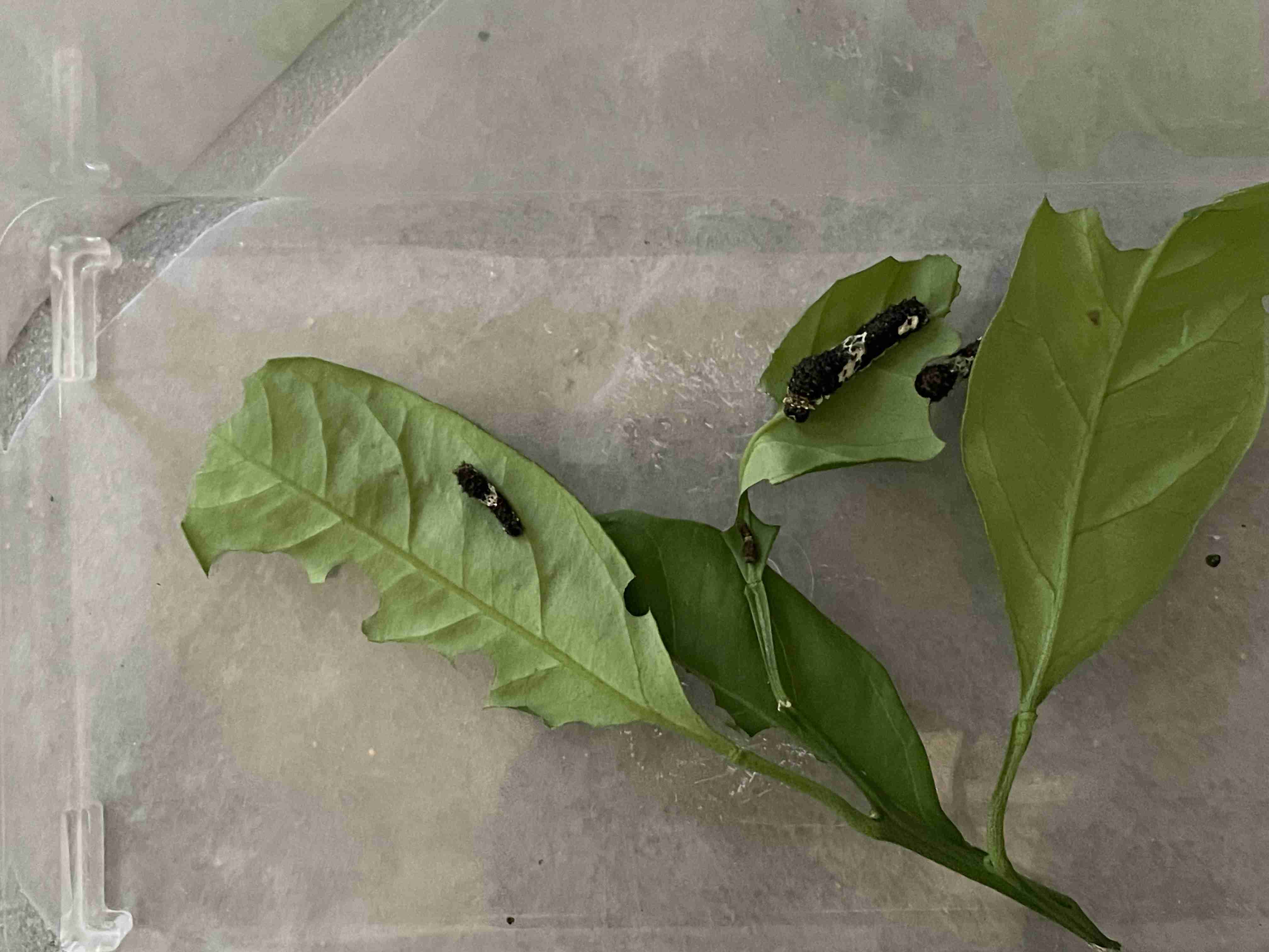 【アゲハの幼虫】ガルちゃん飼育部【閲覧注意】