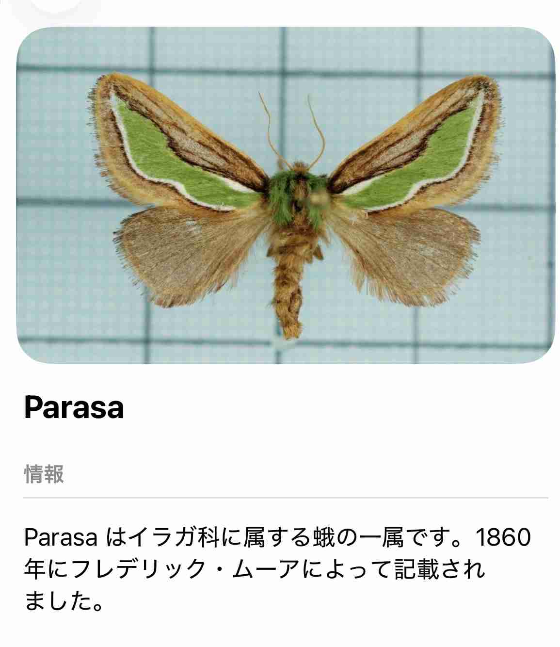 【アゲハの幼虫】ガルちゃん飼育部【閲覧注意】