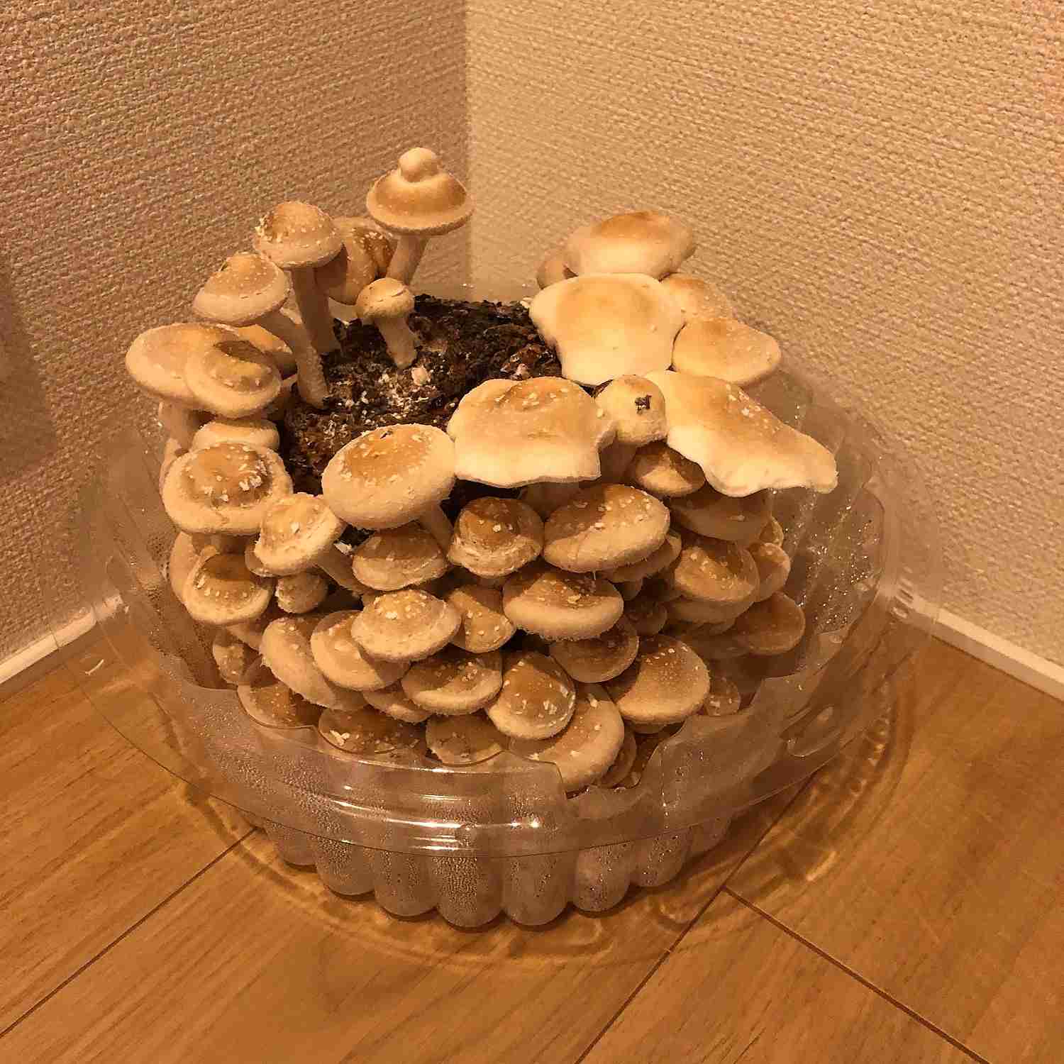 食費を下げたい！