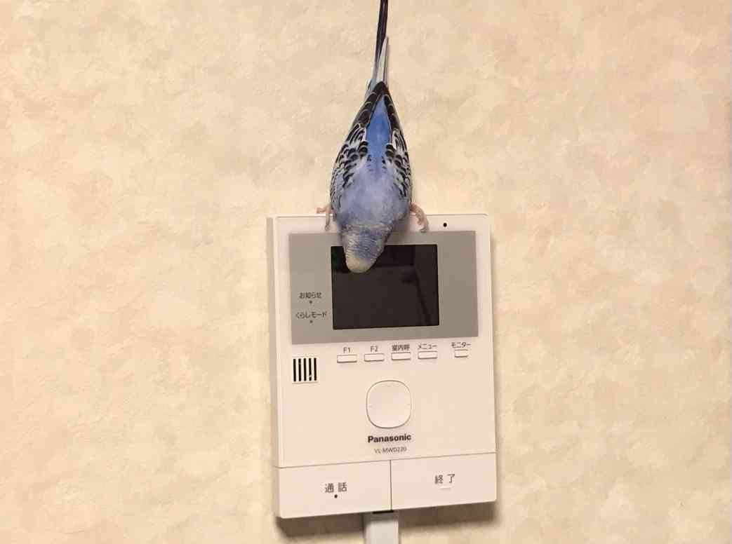 動物や鳥の【面白い求愛行動】が見たい
