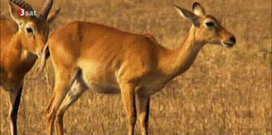 動物や鳥の【面白い求愛行動】が見たい